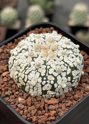 Astrophytum asterias ‘SUPERKABUTO’ CITES