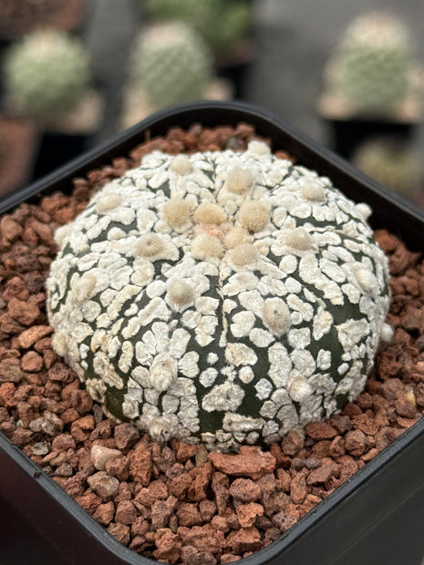 Astrophytum asterias ‘SUPERKABUTO’ CITES