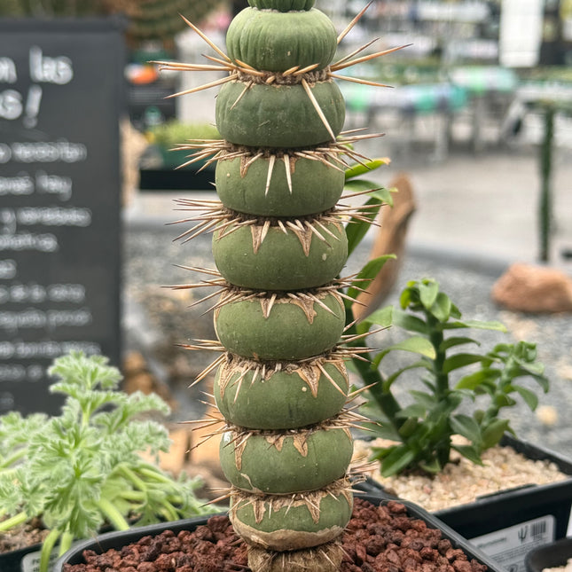 Eulychnia castanea spiralis