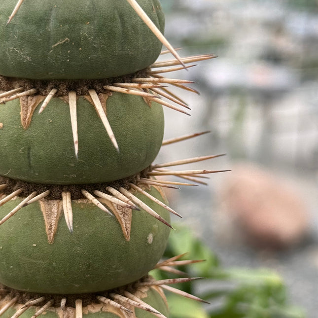 Eulychnia castanea spiralis