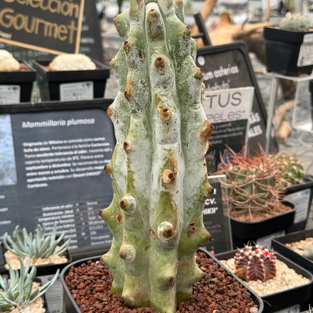 Stenocereus beneckei