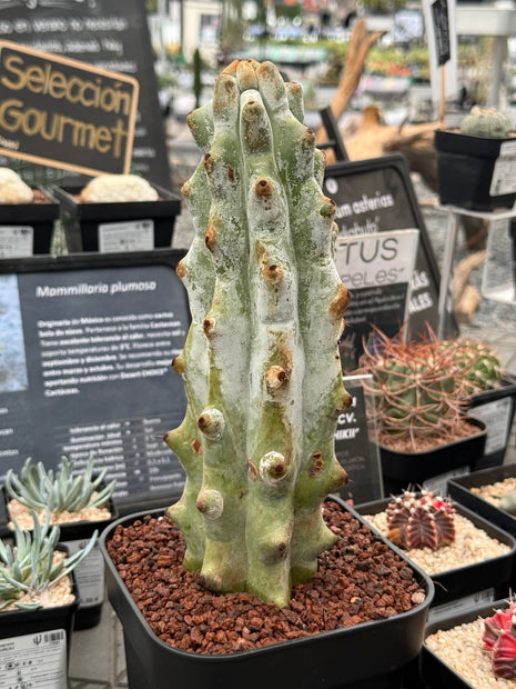 Stenocereus beneckei