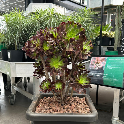 Aeonium arboreum 'Atropurpureum'