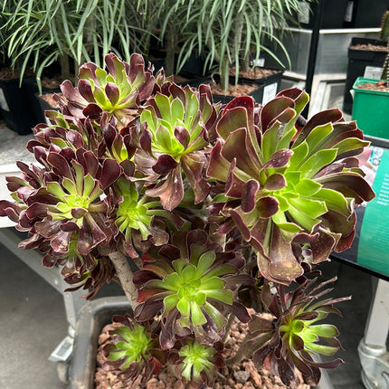 Aeonium arboreum 'Atropurpureum'