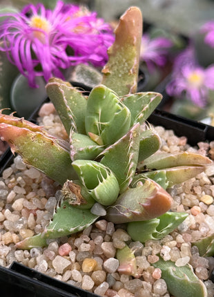 Faucaria gratiae