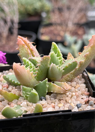 Faucaria gratiae