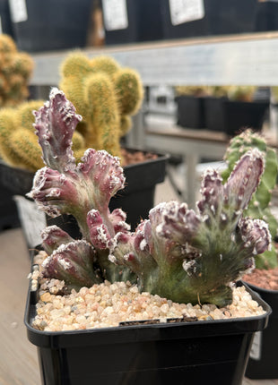 Monvillea spegazzinii f. cristata.