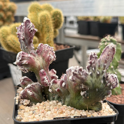 Monvillea spegazzinii f. cristata