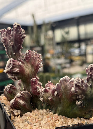 Monvillea spegazzinii f. cristata.