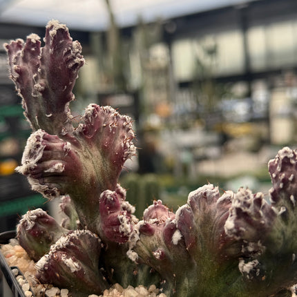 Monvillea spegazzinii f. cristata