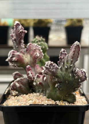 Monvillea spegazzinii f. cristata.