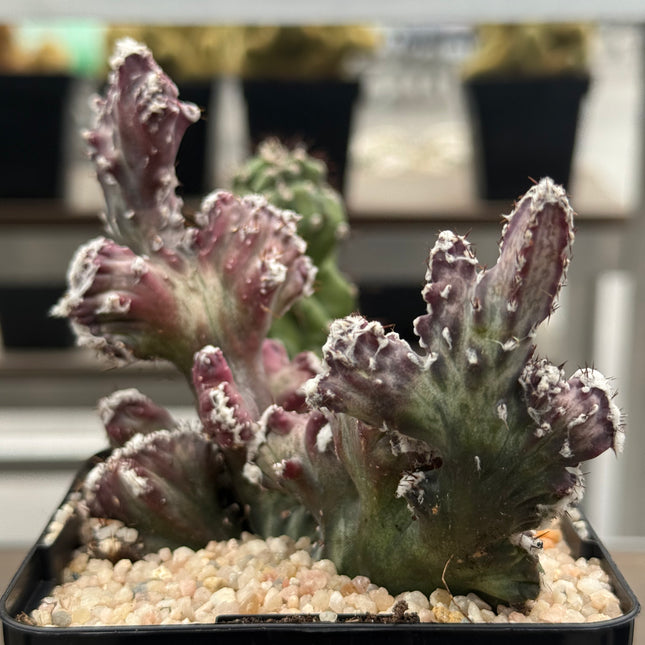 Monvillea spegazzinii f. cristata.