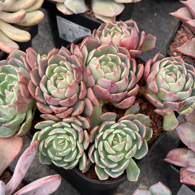 Bouquet de “Rosas Eternas”