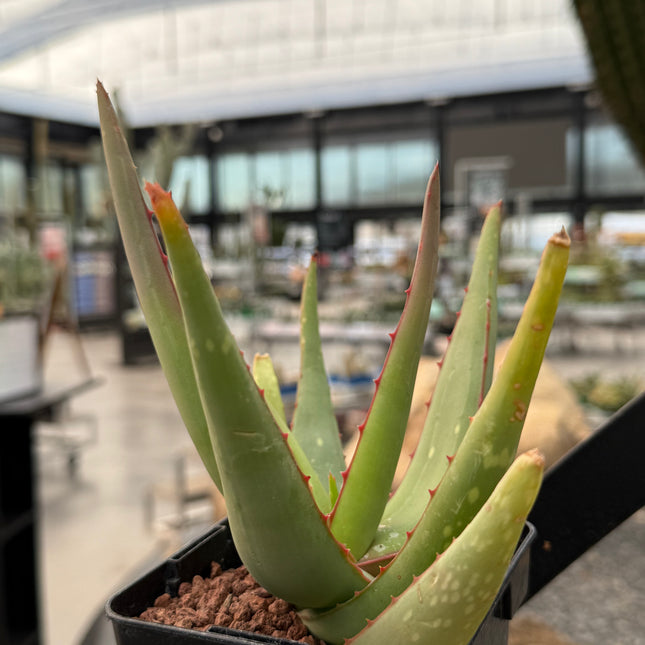 Aloe elegans