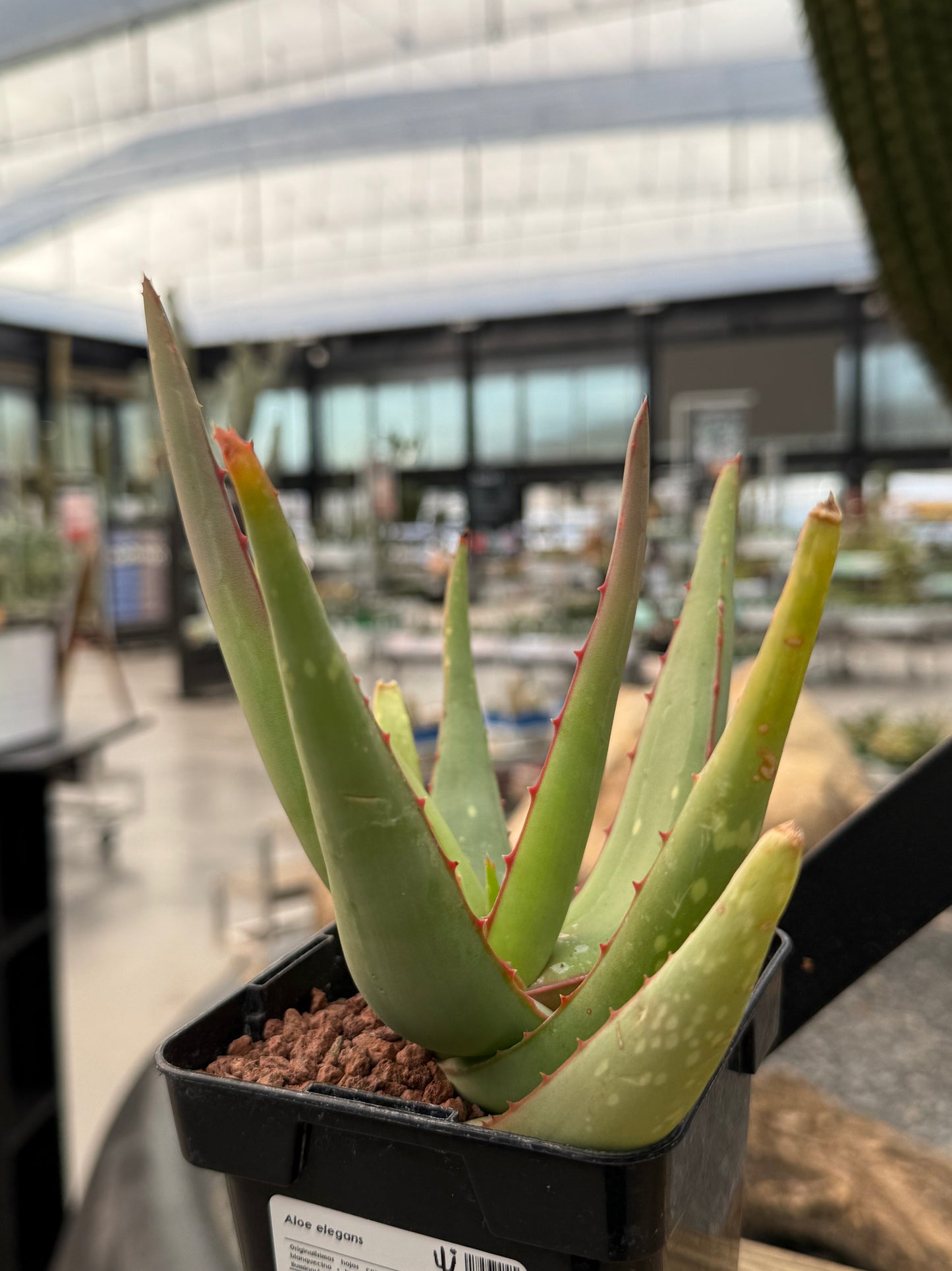 Aloe elegans