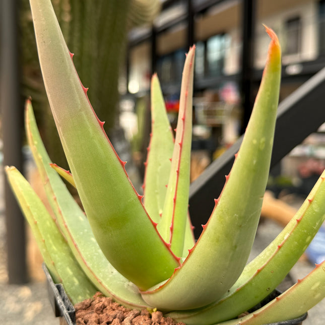 Aloe elegans