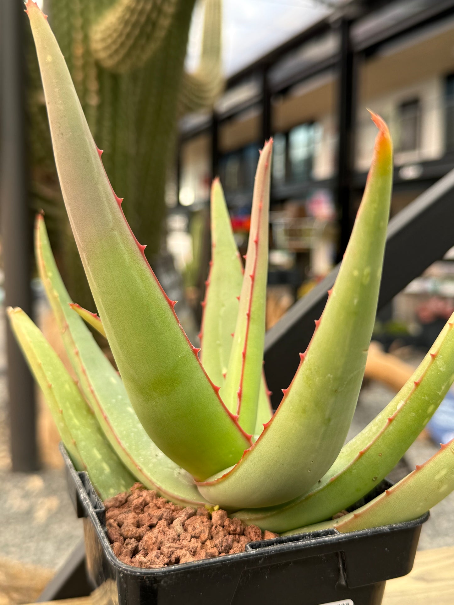 Aloe elegans