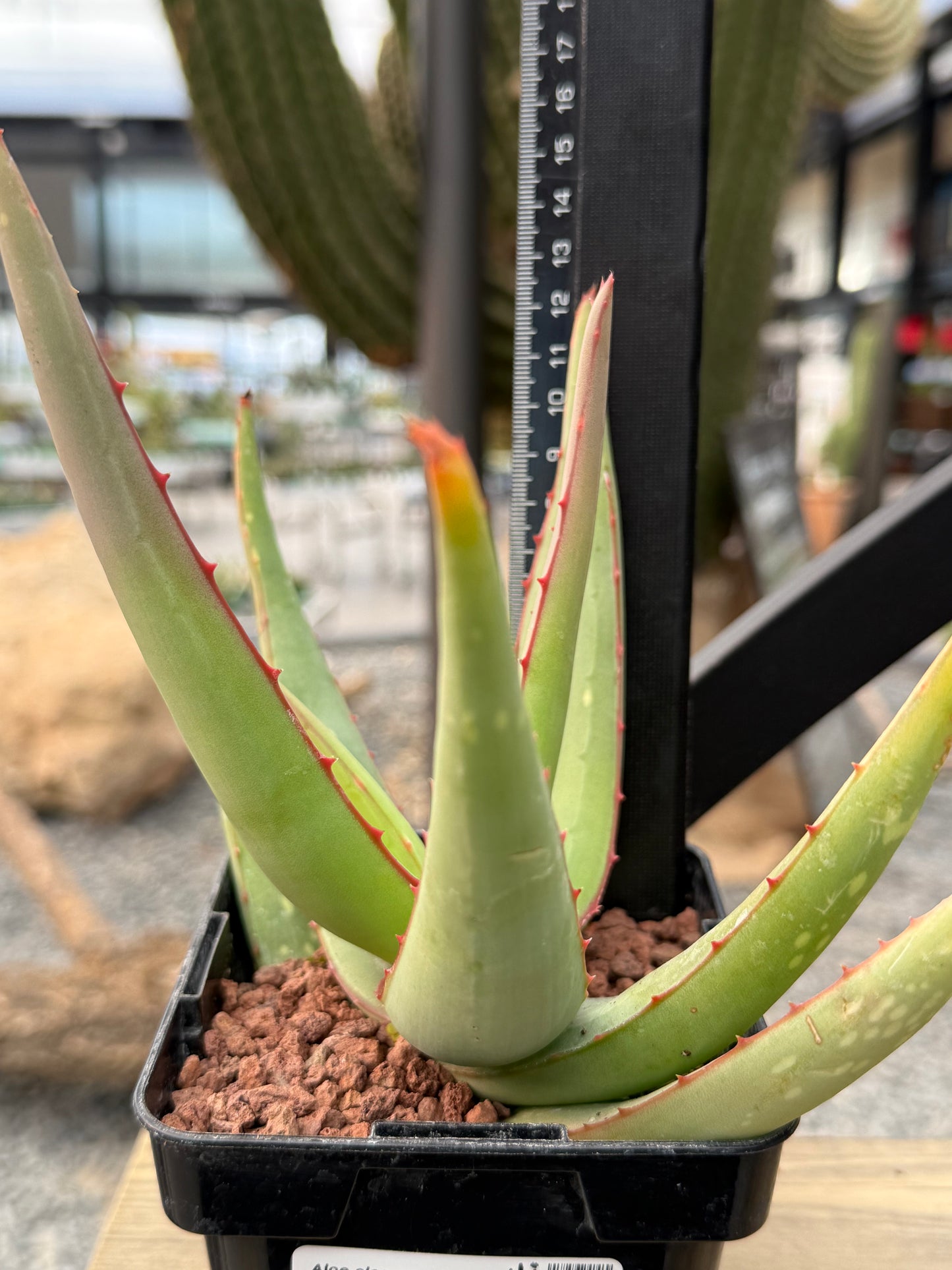 Aloe elegans