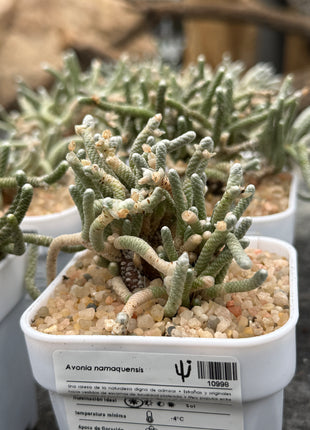 Avonia namaquensis