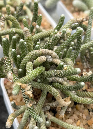 Avonia namaquensis