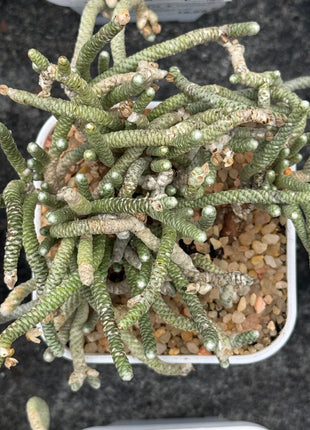 Avonia namaquensis