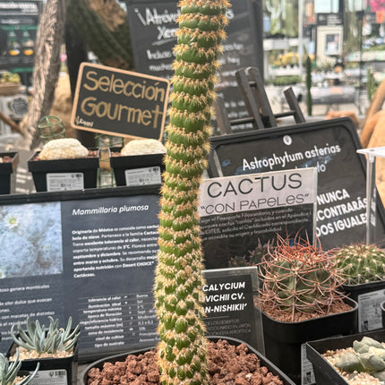 Trichocereus espachianus f. monstruosa