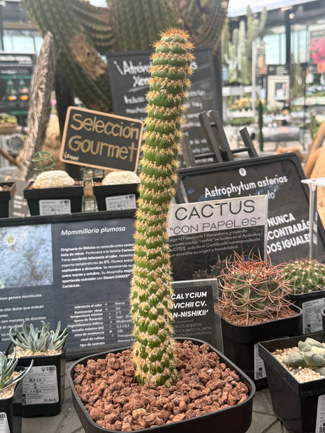 Trichocereus espachianus f. monstruosa