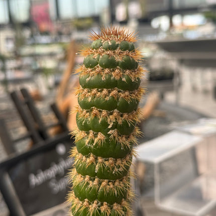 Trichocereus espachianus f. monstruosa