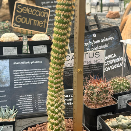 Trichocereus espachianus f. monstruosa