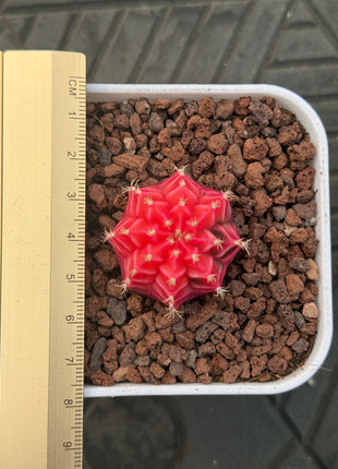 Gymnocalycium mihanovichii ‘Hibotan-nishikii’