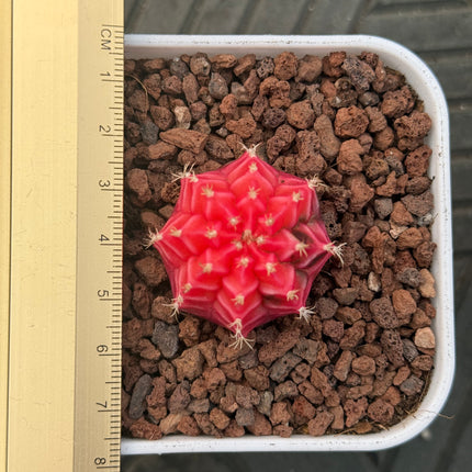 Gymnocalycium mihanovichii cv. ‘Hibotan-nishikii’