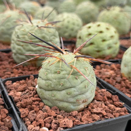 Tephrocactus geometricus (Huevos de Dragón)