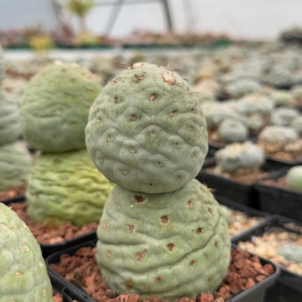 Tephrocactus geometricus (Huevos de Dragón)