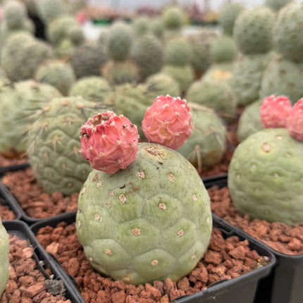 Tephrocactus geometricus (Huevos de Dragón)