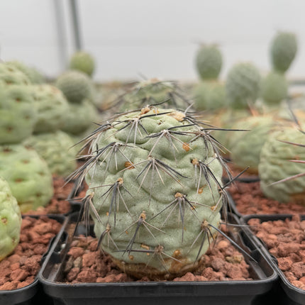 Tephrocactus geometricus (Huevos de Dragón)