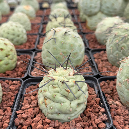 Tephrocactus geometricus (Huevos de Dragón)