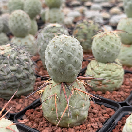 Tephrocactus geometricus (Huevos de Dragón)