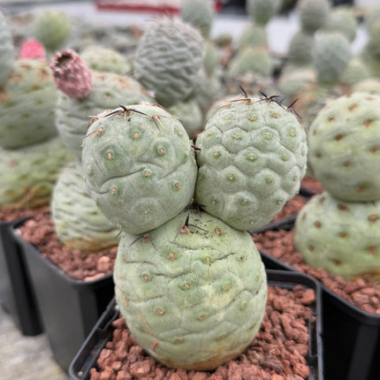 Tephrocactus geometricus (Huevos de Dragón)