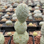 3 / ‘Golden’ Thorn’