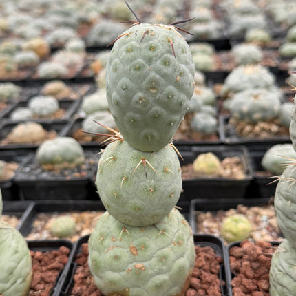 Tephrocactus geometricus (Huevos de Dragón)
