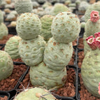 5 / ‘Golden’ Thorn’