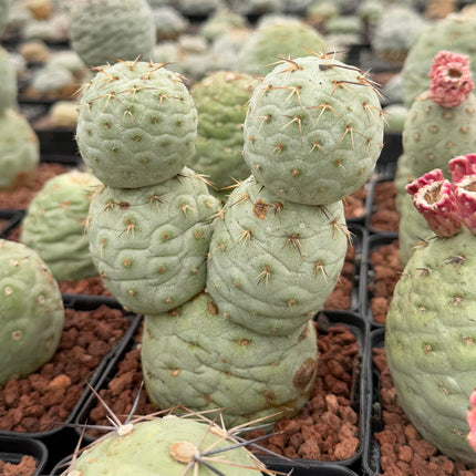 Tephrocactus geometricus (Huevos de Dragón)