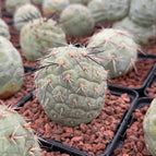 1 / Tephrocactus geometricus