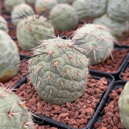 Tephrocactus geometricus (Huevos de Dragón)