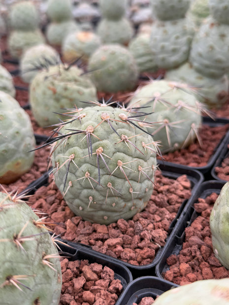 Tephrocactus geometricus "Huevo de Dragón"