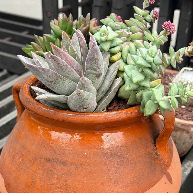 Composición “Puchero de Amor” con Crassulas de invierno