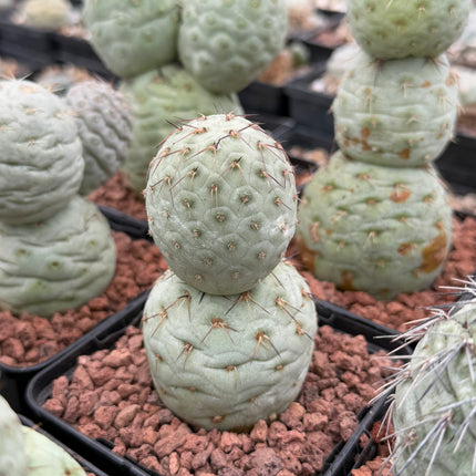 Tephrocactus geometricus (Huevos de Dragón)