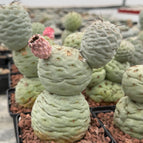 3 / Tephrocactus geometricus