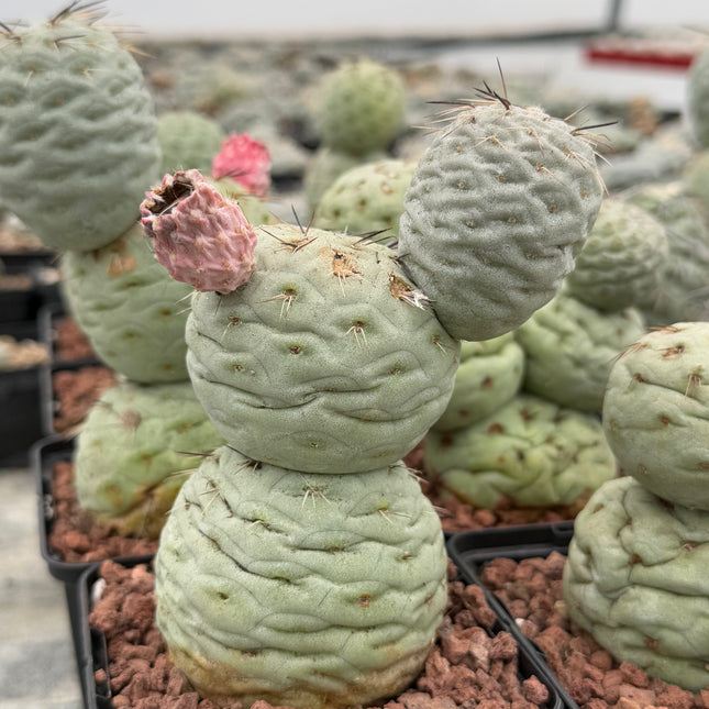 Tephrocactus geometricus (Huevos de Dragón)