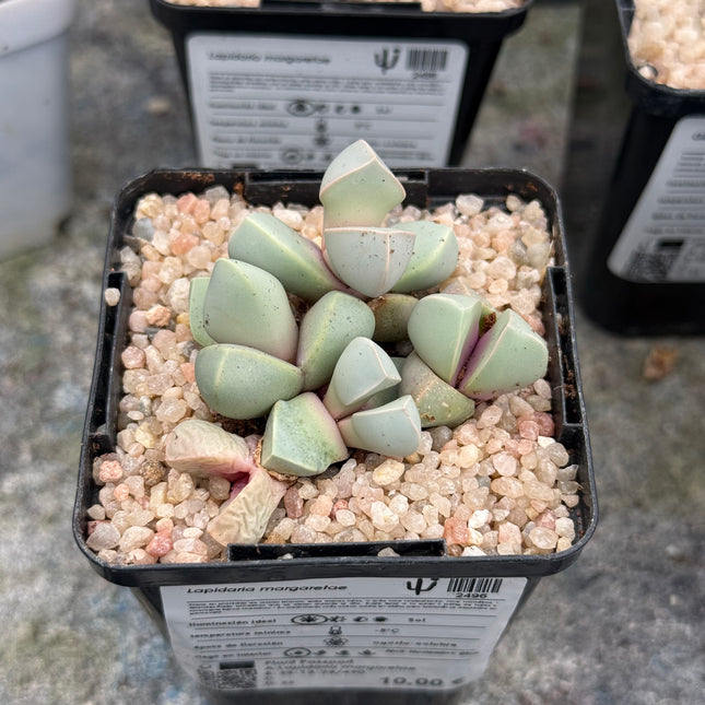 Lapidaria margaretae